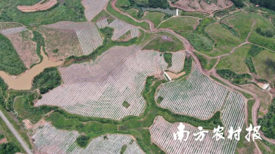 河源油茶種植基地縱橫交錯