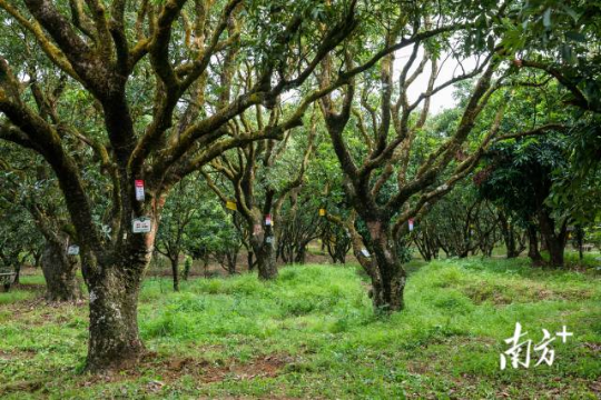 高州根子鎮(zhèn)古荔園，古樹參天，年年碩果累累